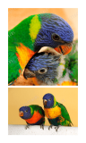 Psittacus diet lory 5kg