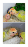 Psittacus papilla mini 1kg