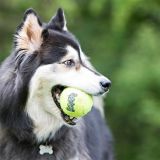 Pelota air kong M 3UNID