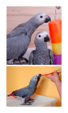 Psittacus Alta Energia Plus 5KG