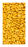 Psittacus Omega 800gr 2º UNIDAD a 14.04€