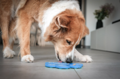 Fun and tasty paw licking mat
